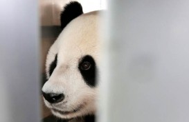 KONSERVASI SATWA : Komodo Akan Bertukar dengan Panda