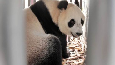 China Pinjami Indonesia Sepasang Panda