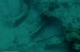 Hutan Berusia 60.000 Tahun Ditemukan di bawah Laut