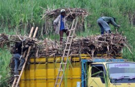 Bantul Target Luasan Lahan Tebu 2.000 Ha