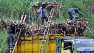 Bantul Target Luasan Lahan Tebu 2.000 Ha