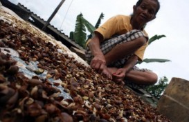 Petani Kopi Temanggung Diajak Jual Berbentuk Biji, Tak Lagi Gelondongan