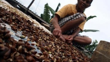 Petani Kopi Temanggung Diajak Jual Berbentuk Biji, Tak Lagi Gelondongan