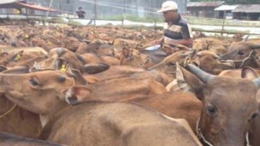 Populasi Sapi di Dompu Naik setelah 'Diwajibkan' Bunting