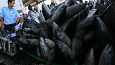 Luar Biasa, Situbondo Menjadi Poros Produksi Ikan Kerapu