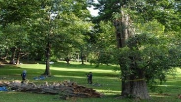 Pohon Berusia 194 Tahun di Kebun Raya Bogor Tumbang