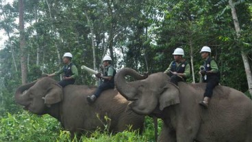 Mengajak Gajah menjaga Perdamaian