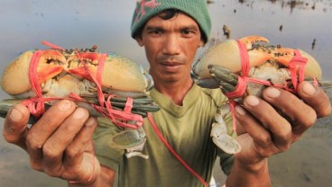 Kubu Raya Pakai Skema MSC Tangkap Kepiting Bakau