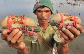 Kubu Raya Pakai Skema MSC Tangkap Kepiting Bakau