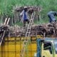 Bulog Bondowoso Tegaskan Pembayaran Gula Petani Tunggu Sertifikat