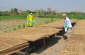 Petani Temanggung Menyebut Harga Tembakau Kering Turun Drastis