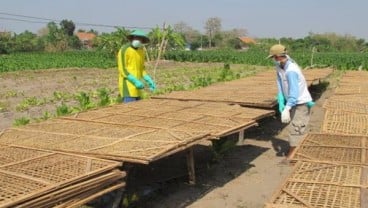 Petani Temanggung Menyebut Harga Tembakau Kering Turun Drastis