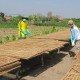 Petani Temanggung Menyebut Harga Tembakau Kering Turun Drastis