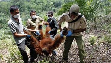 IAR Evakuasi 1 Individu Orangutan dari Rumah Warga di Kayong Utara