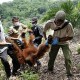 IAR Evakuasi 1 Individu Orangutan dari Rumah Warga di Kayong Utara