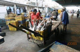 Musim Teduh, Perdagangan di Pelelangan Ikan Pekalongan Stabil