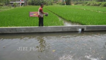 Pemkab Banjarnegara Mendorong Petani Menerapkan Minapadi