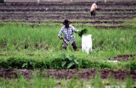 Gorontalo Potensial Bagi Pengembangan Pertanian Organik