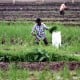 Gorontalo Potensial Bagi Pengembangan Pertanian Organik