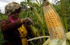 Pemkab Sangihe Sulut Mengembangkan Tanaman Jagung