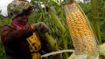 Pemkab Sangihe Sulut Mengembangkan Tanaman Jagung