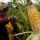 Pemkab Sangihe Sulut Mengembangkan Tanaman Jagung