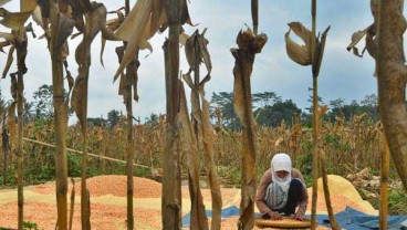 Tahun Ini  Impor Jagung Indonesia Nol