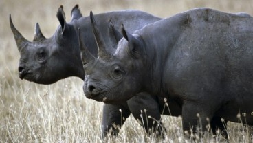 Enam Badak Dipindahkan dari Afrika Selatan ke Chad