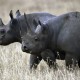 Enam Badak Dipindahkan dari Afrika Selatan ke Chad