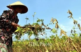 Perluasan Lahan Tanam Memacu Kebutuhan Benih Kedelai 25.000 Ton