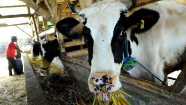 Cara Sumut Kejar Produksi 200 Ribu Ekor Sapi per Tahun