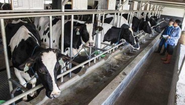POTENSI PASAR SUSU DOMESTIK: Greenfields Genjot Budi Daya Sapi Perah