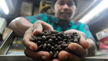 Harga Kopi di Baturaja Turun Sebulan Terakhir