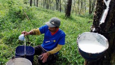 KOMODITAS PERKEBUNAN  : Karet Tertekan Melarnya Pasokan