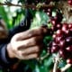 Peremajaan Kebun Kopi Mendesak Dilaksanakan