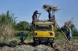 PRODUKTIVITAS TEBU : PTPN XI Dorong Modal Petani