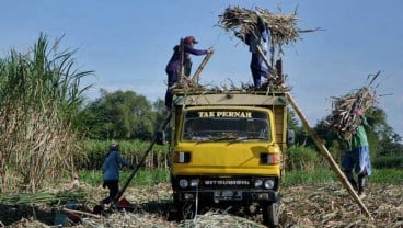 PRODUKTIVITAS TEBU : PTPN XI Dorong Modal Petani