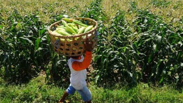 ASURANSI PANGAN : Jasindo Efektif Pasarkan Asuransi Jagung