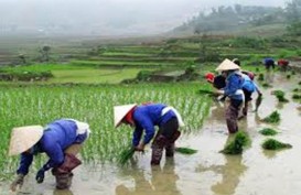 Banjir Picu Longsor di Vietnam, 37 Orang Tewas dan 40.000 Hewan Hanyut