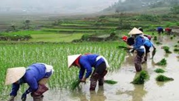 Banjir Picu Longsor di Vietnam, 37 Orang Tewas dan 40.000 Hewan Hanyut