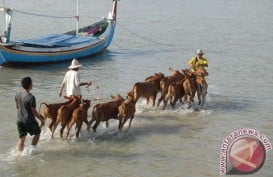 UMM Mendorong Nelayan Pulau Sapeken Mengembangkan Ekonomi Hijau