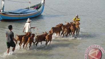 UMM Mendorong Nelayan Pulau Sapeken Mengembangkan Ekonomi Hijau