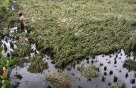 Pemerintah Tingkatkan Pertanaman Sawah Rawa Lebak di 7 Provinsi