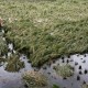 Pemerintah Tingkatkan Pertanaman Sawah Rawa Lebak di 7 Provinsi