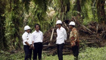 Peremajaan Komoditas Perkebunan Dipercepat