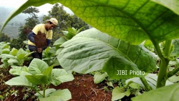 Dampak Hujan, Harga Tembakau di Jember Turun