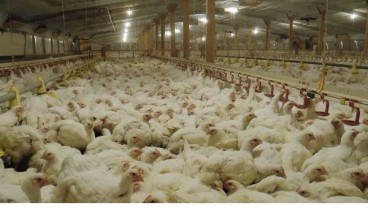 Kaltim Klaim Produksi Ayam Lokal Mampu Penuhi Kebutuhan