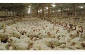 Kaltim Klaim Produksi Ayam Lokal Mampu Penuhi Kebutuhan