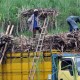 Tanah Kas Desa di Sleman Diarahkan Jadi Lahan Tebu