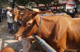 Gorontalo Utara Dukung Pengurangan Impor Sapi